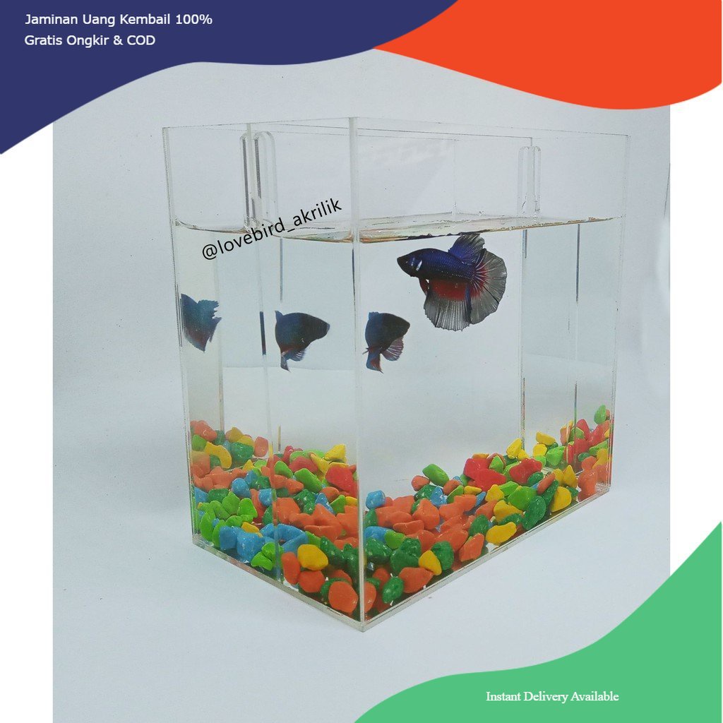 Soliter Ikan cupang akrilik, Soliter Akrilik Ikan cupang, Soliter Betta fish, Soliter Ikan cupang