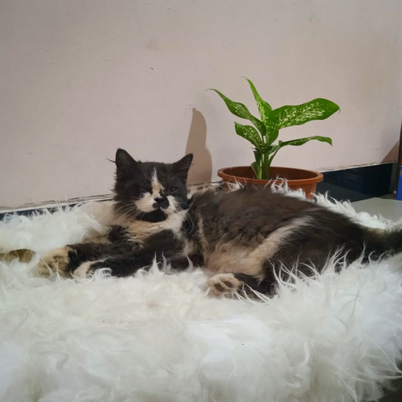 kasur kucing brkualitas bahan rasfur adem lembut dan empuk untuk  tidur nya kucing atau anjin dan he