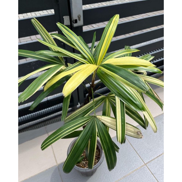 Tanaman bunga Palem Waregu variegata / rhapis palm var / rhapis excelsa varigata