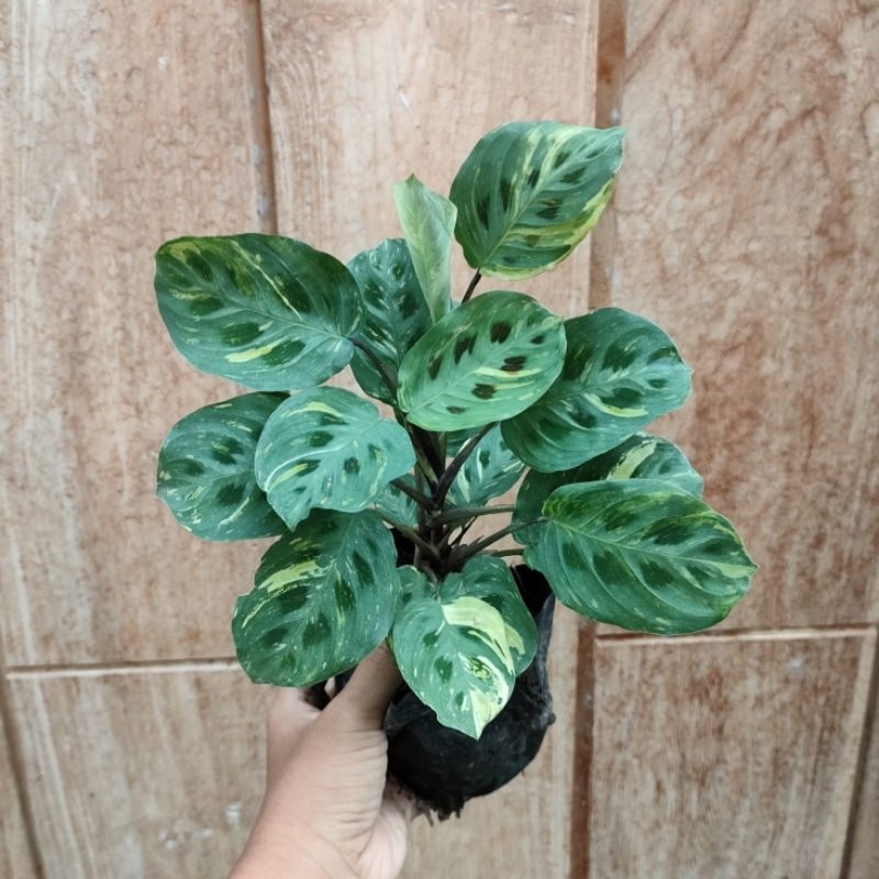 Tanaman Hias Calathea Maranta Kerchoveana / Levonero Variegata - bunga hias calathea maranta katak varigata Murah