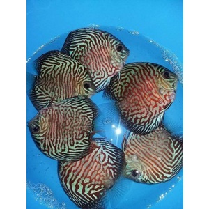 Ikan Discus Tiger 3 inc