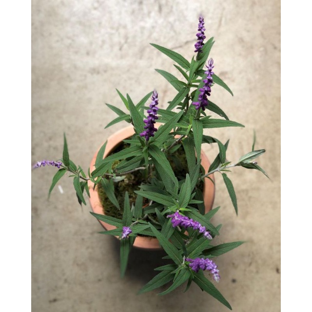 Tanaman hias Lavender Holland / salvia bunga ungu / salvia leucantha / mexican bush sage / lapender 