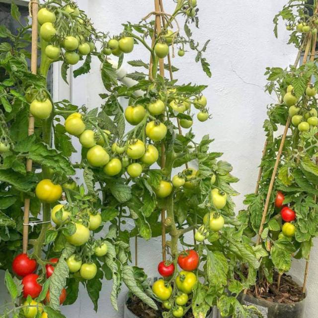 isi 15 Biji - Benih Tomat sayur TYMOTI F1, buah lebat untuk dataran rendah -seedstore