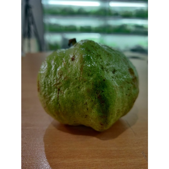 

Jambu Kristal Organik