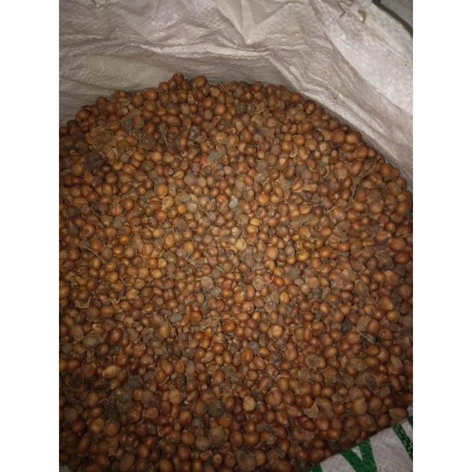 Benih biji kesambi/kecacil unggul/benih bibit/biji benih-sanjaya bibit super