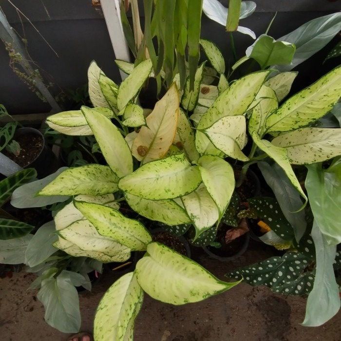 tanaman hias aglonema tisu lokal, aglonema kampung, bagus