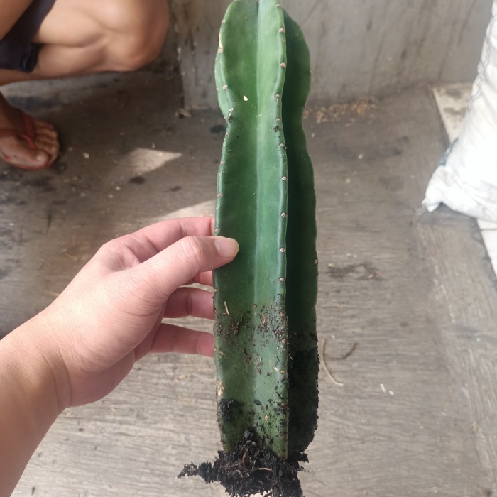 kaktus koboi sudah berakar siap tanam, tanaman hidup kaktus koboi, bagus