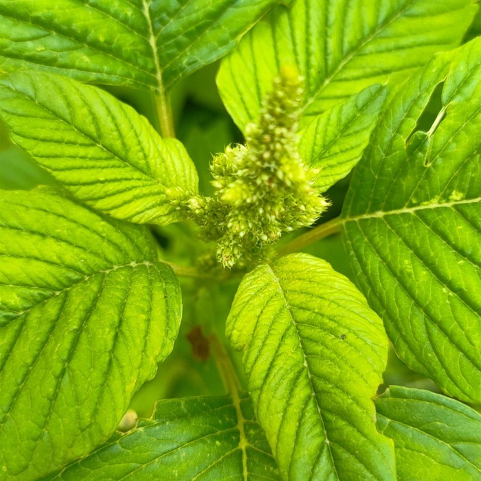 

Daun Bayam Duri 100 Gram Segar Fresh Bayam Hutan Organik Superfood