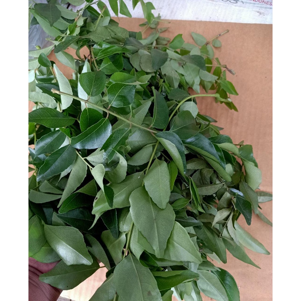 

daun kari salam koja 100gr