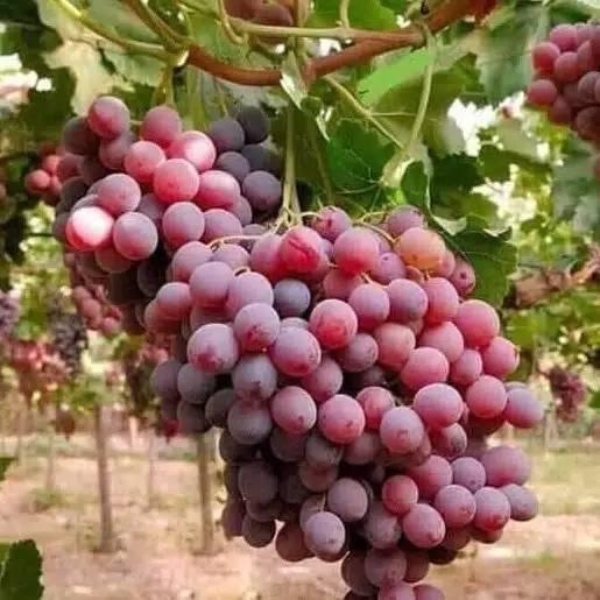 BIBIT ANGGUR IMPORT NINEL (grafting) cepat berbuah BIBIT ANGGUR NINEL IMPORT