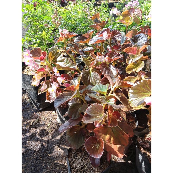 tanaman bunga begonia mawar pink/begonia murah