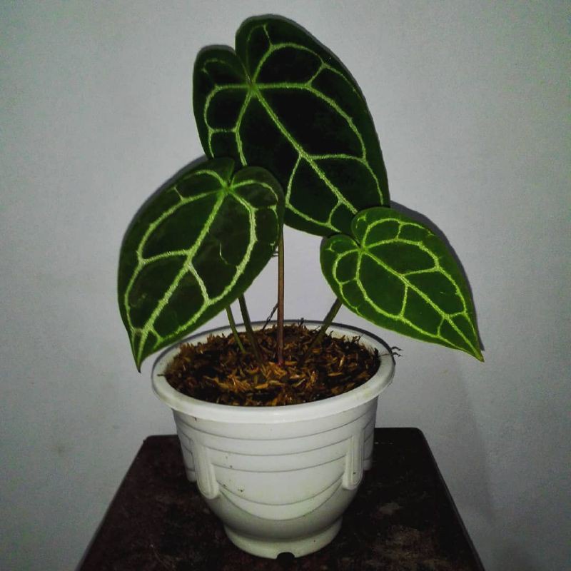 anthurium magnificum/kuping gajah