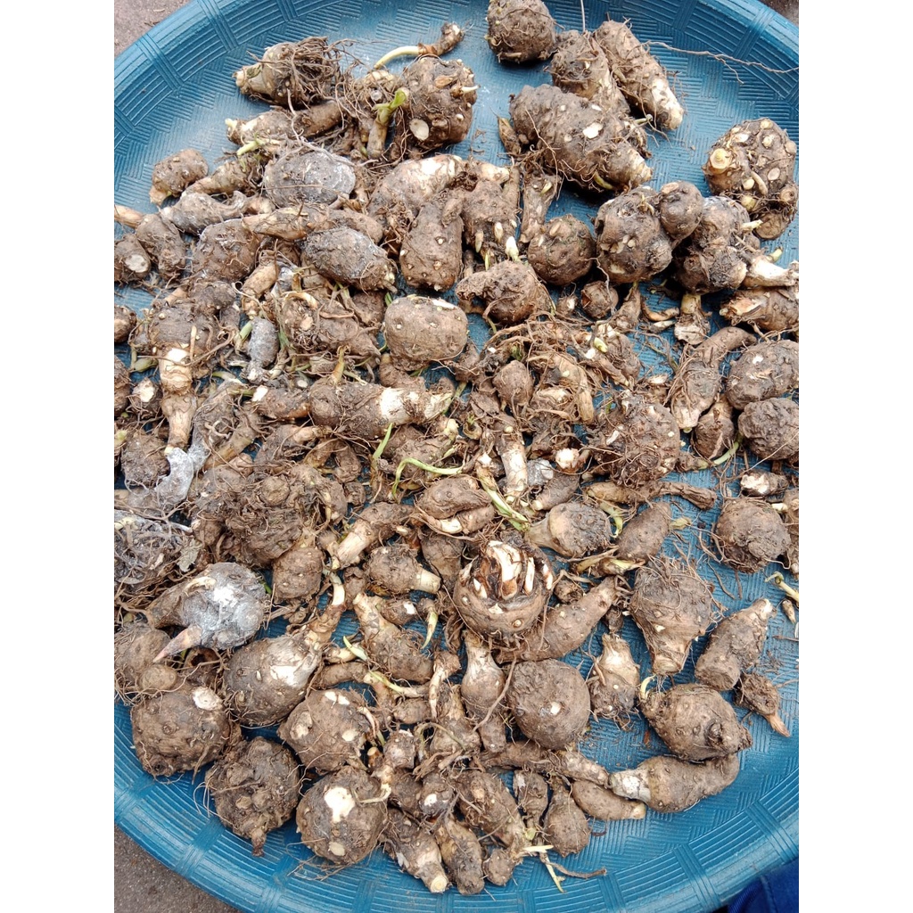 Bibit sedap malam siap tanam, umbi bunga sedap malam, bagus