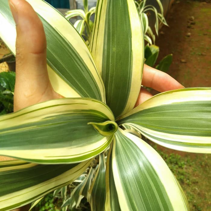 bambu hoki varigata/bambu Sri rejeki /bambu hoki hijau serat kuning /