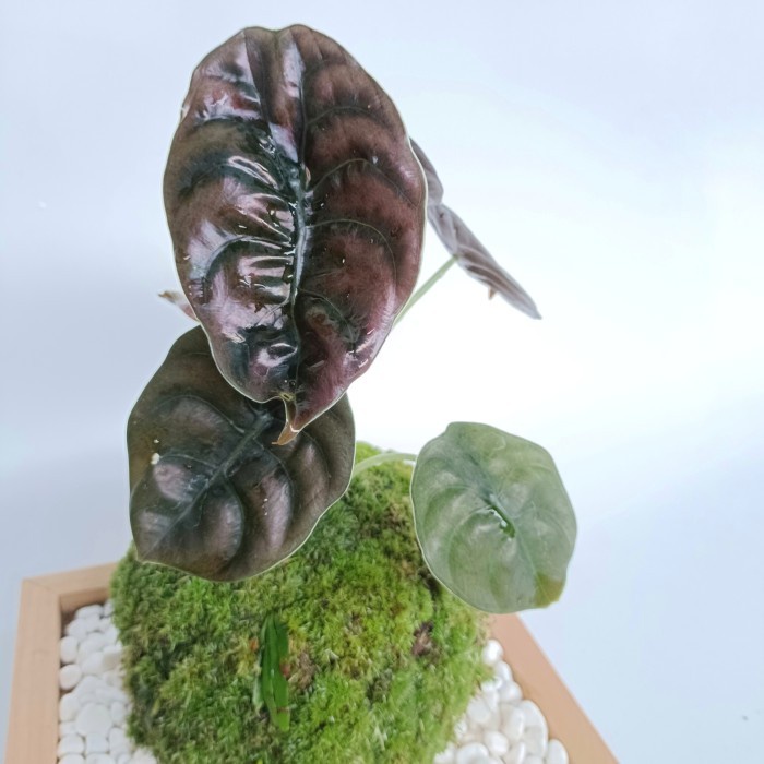 Mossball - Alocasia Cuprea Red Secret