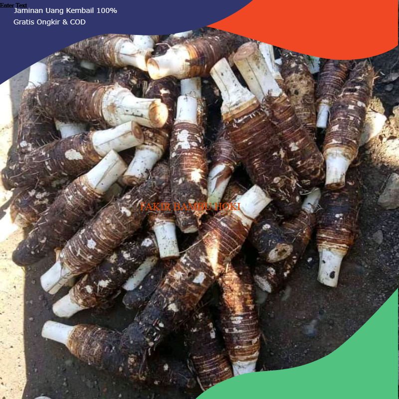 

PROMO TALAS BOGOR 1 PCS TERMURAH