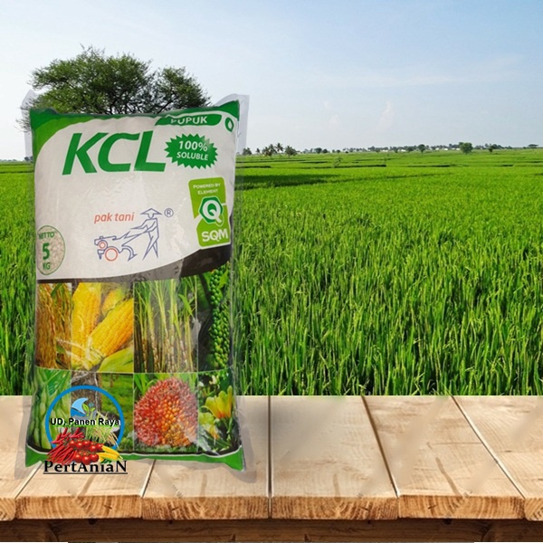 PUPUK KCL 5 KG