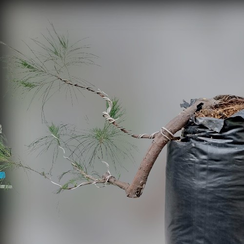 Tanaman Hias Bonsai Cemara Udang Gaya Cascade Small