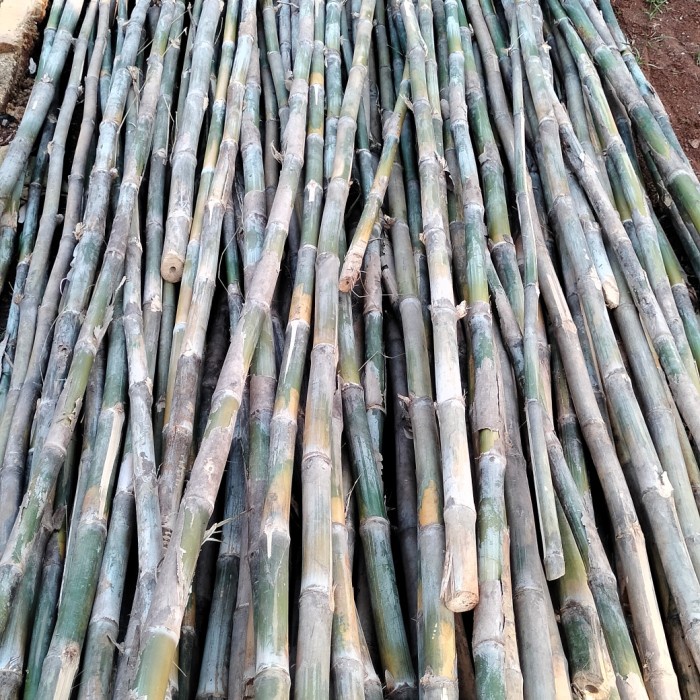 tiang bambu bendera umbul umbul siap pakai