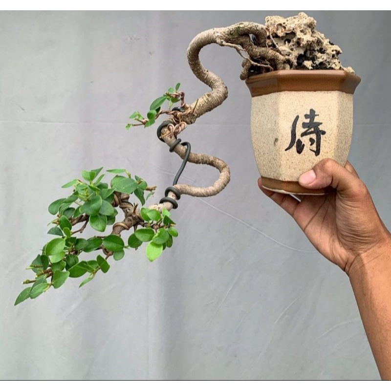 tanaman bonsai kimeng  (Ficus microcarpa)medium siap pajang(sesuai foto) top plant