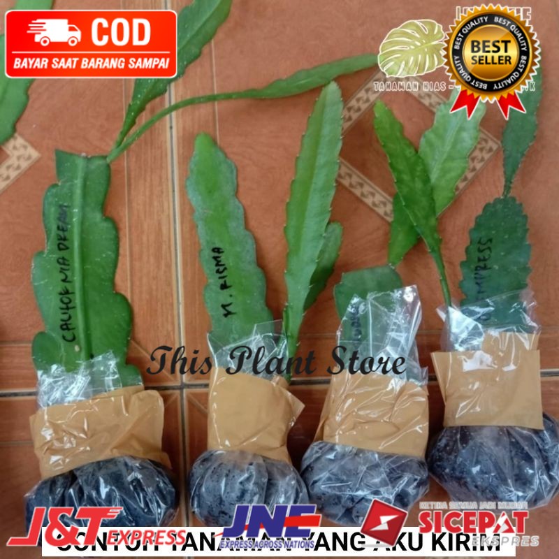 4 Tanaman Bunga Wijaya Kusuma - Paket 4 tanaman hias Wijaya Kusuma