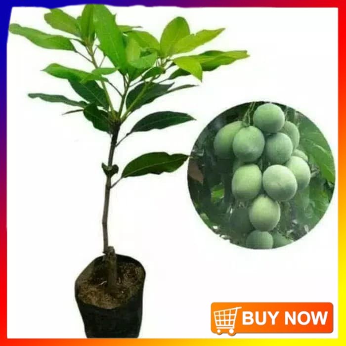 COD Bibit Mangga Harum Manis Pohon Mangga Bibit Buah Mangga Harum Manis