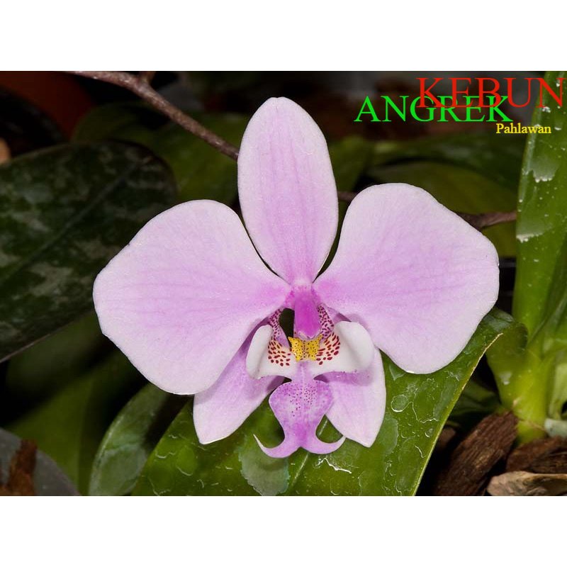 Anggrek Phalaenopsis Schilleriana