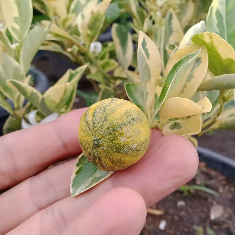 Jeruk Sunkist varigata Atau Jeruk Iris Variegata terlaris