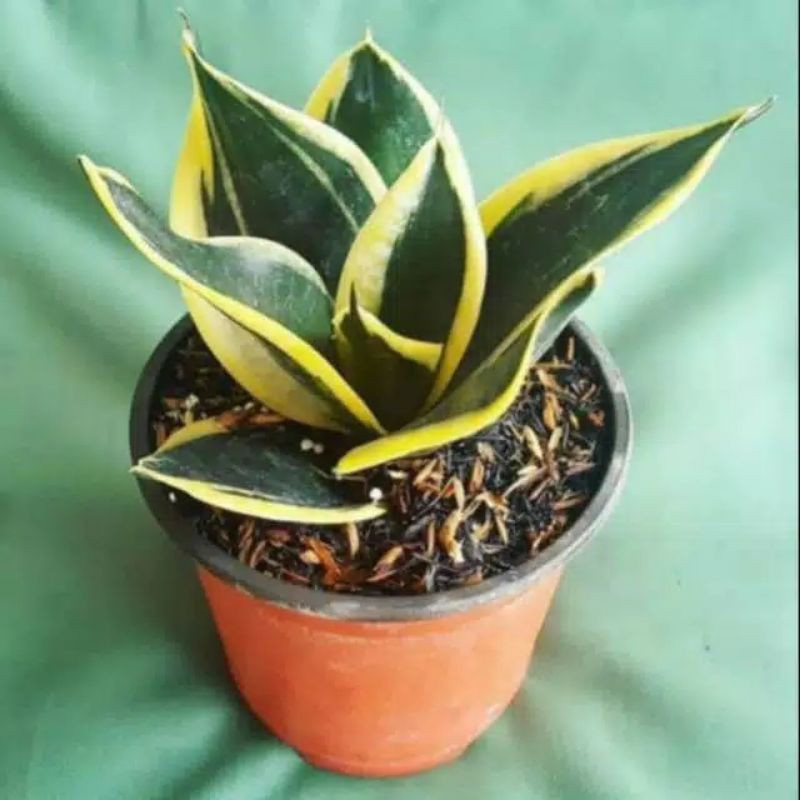 TERMURAH Tanaman Sunsivera pagoda - sansivera - lidah mertua PROMO MINGGU INI