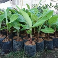 ORI Bibit buah Pisang Kepok - Kultur jaringan