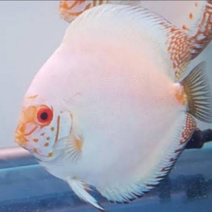 Ikan Discus White Butterfly Size 4 inch