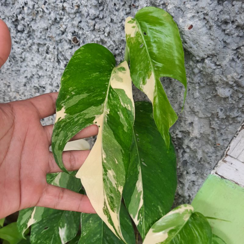 PROMO  tanaman epipremnum varigata / ekor naga varigata