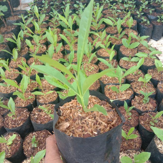 Bibit Tanaman Hias Tabebuya Kuning - Tabebuya Bunga Kuning - Pohon Tabebuya