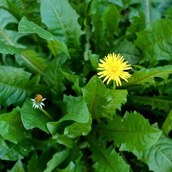 Tanaman Obat Dandelion - Bakul kembang