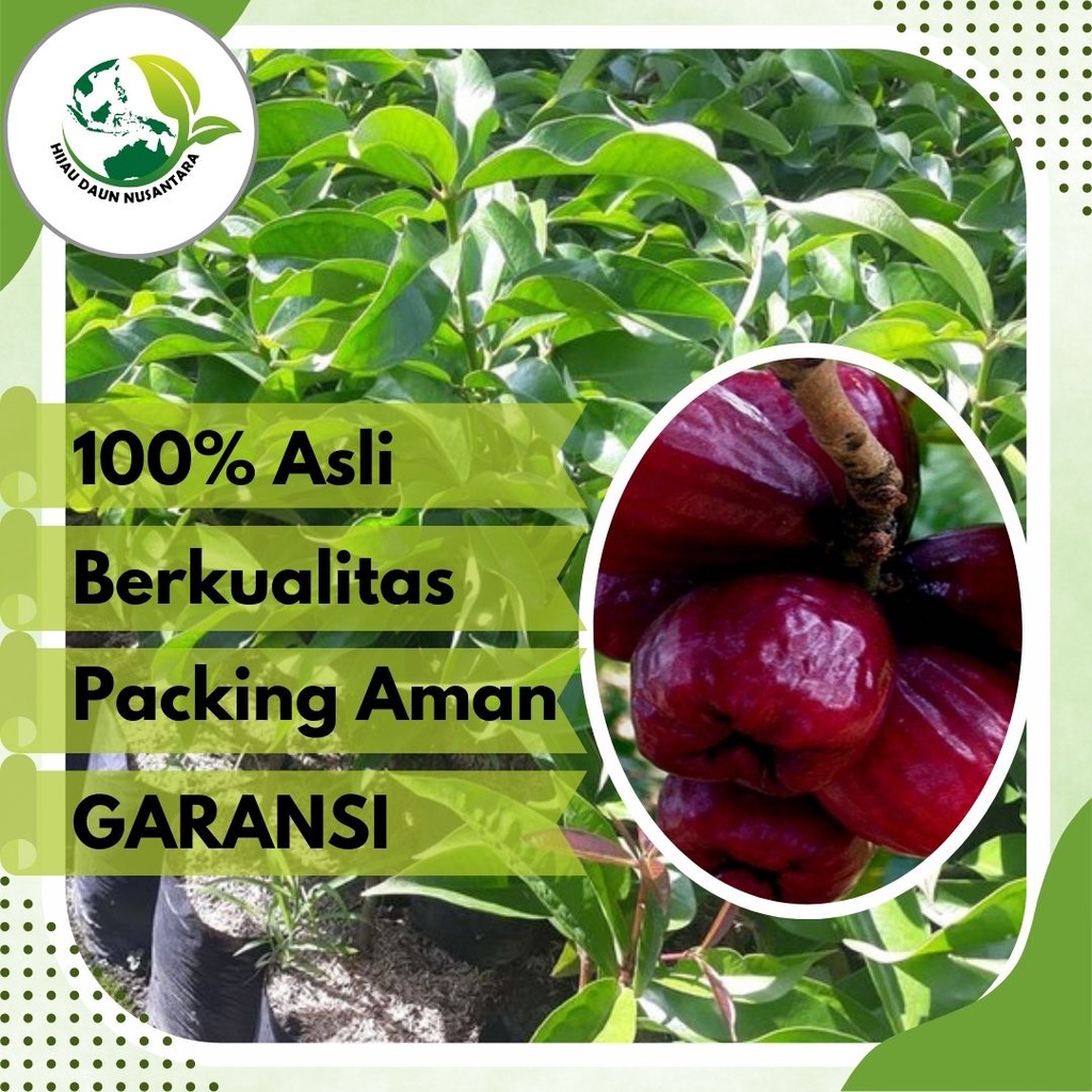Bibit Jambu Jamaika Jumbo Jambu Bol Asli Tanaman Buah Hasil Okulasi Super Genjah Unggul Bisa Tabulam