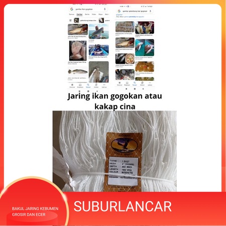 Jaring ikan kakap cina atau ikan gogokan ukuran jaring TINGGLA PILIH 7-8inchi ply 27 40md/100yds yok