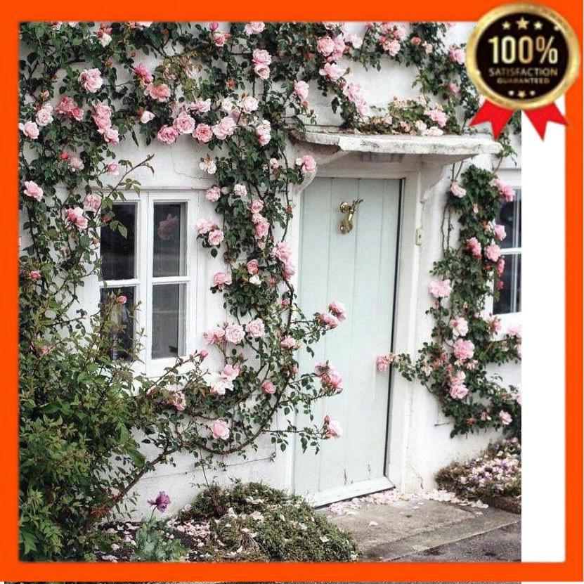 Baru Tanaman Hias Hidup Mawar Rambat Bunga mawar merambat/ Tanaman merambat bunga Hidup murahhh