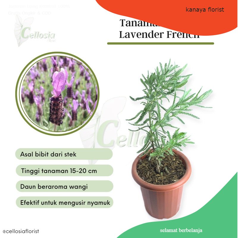 Tanaman Herbal Lavender French / Lavender Denata Import