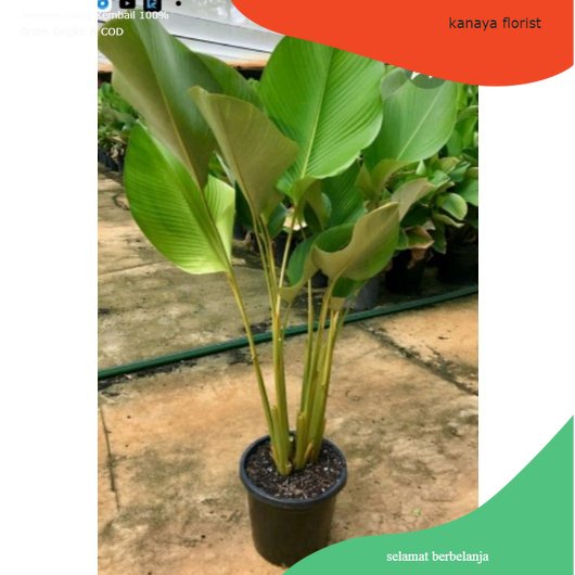calathea luthea / calathea pisang pisangan