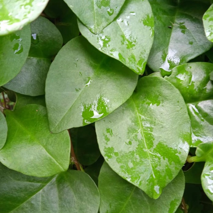 

Daun binahong hijau fresh - binahong hijau segar 500 gram