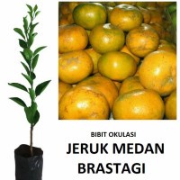 ORI Bibit buah Jeruk Medan Manis - Jeruk Medan Brastagi - okulasi