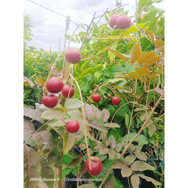 Kelengkeng merah berbunga COD