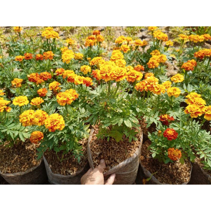 tanaman marigold coklat oren sunyok mini stok super berbunga rimbun- bakulkembang