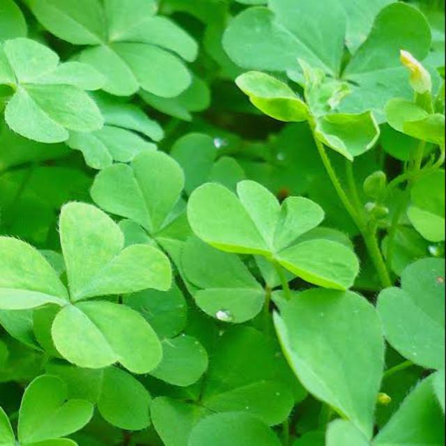 

Daun Semangi Hutan Fres 250 Gram