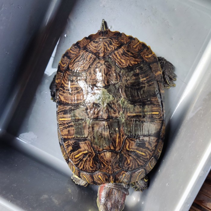 Mainan Indukan Kura Brazil Betina 2