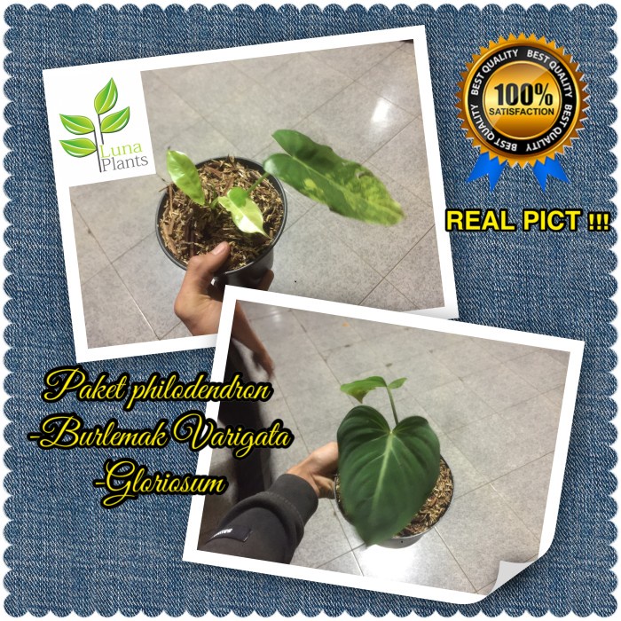 tanaman hias philodendron burle marx varigata - philodendron gloriosum