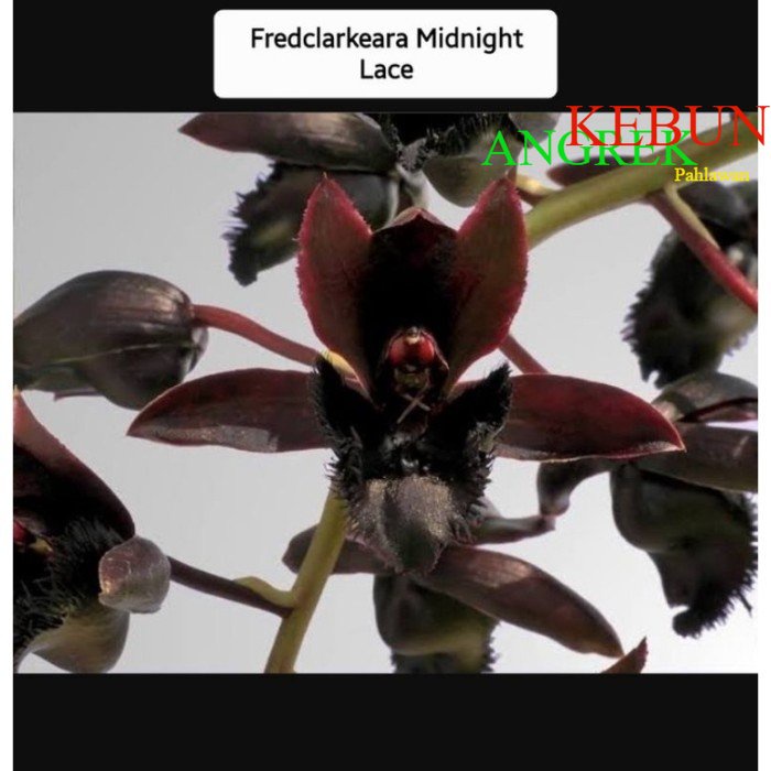 ANGGREK CATASETUM CLOWESETUM FDK MIDNIGHT LACE - Kecil