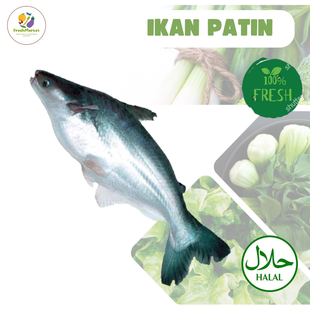 

Ikan Patin Segar Kualitas Super 1 Kg Freshmarketlampung