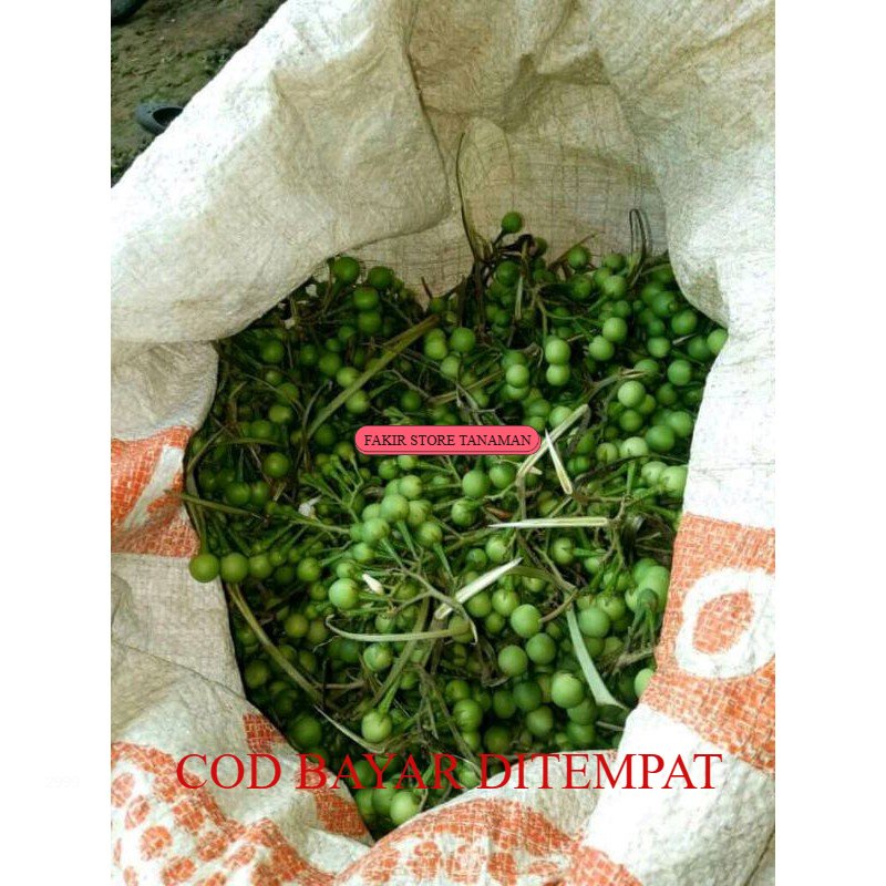 

TERMURAH BUAH TAKOKAK / TERUNG PIPIT / rimbung REDY LANGSUNG KIRIM