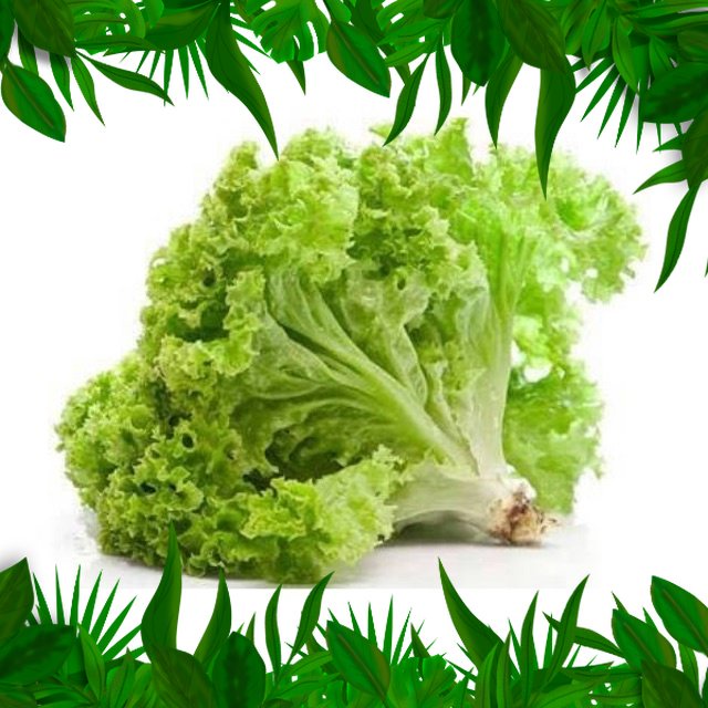

SAYURAN FRESH NUSANTARA - SELADA KERITING 250gr